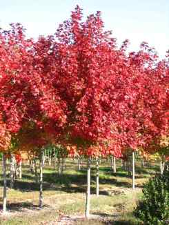 sementes-de-acer-rubrum-p-mudas-bonsai-ou-arvore-cultive-13792-mlb2727639023_052012-f